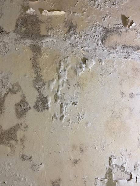 Home Mold Removal in Oakland, MO